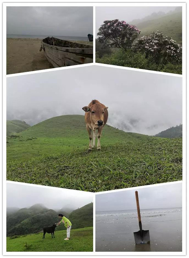 5月1日，陽西藍(lán)袍藍(lán)看海，陽春雞籠頂?shù)巧劫p高山杜鵑
