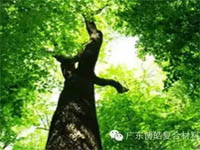 【博皓感悟】欲為大樹(shù)，莫與草爭(zhēng)