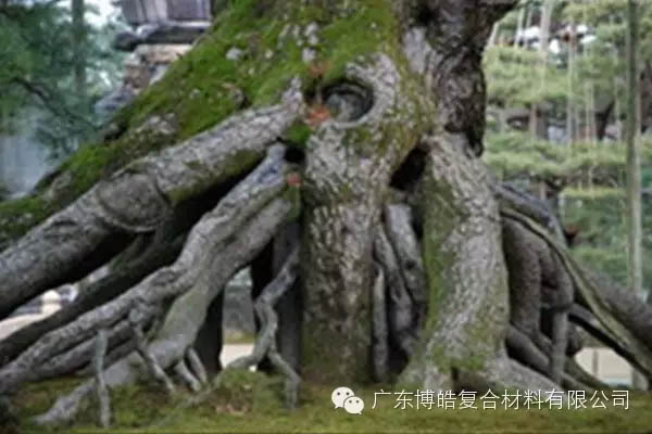 【博皓感悟】欲為大樹，莫與草爭-5