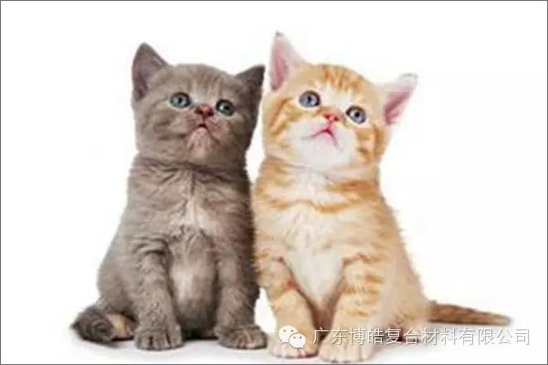 白貓黑貓，抓住老鼠就是好貓